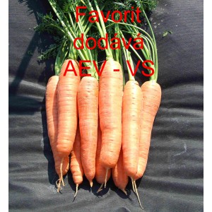 Mrkev obecn&aacute; Favorit