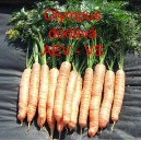 Mrkev obecn&aacute; Olympus