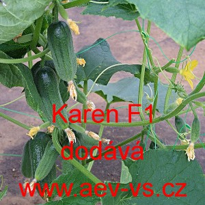 Okurka set&aacute; nakl&aacute;dačka hybridn&iacute; partenokarpick&aacute; Karen F1