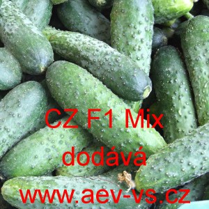 Okurka set&aacute; nakl&aacute;dačka hybridn&iacute; "Hrub&aacute;" CZ F1 Mix