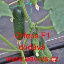 Okurka set&aacute; nakl&aacute;dačka hybridn&iacute; partenokarpick&aacute; Orfeus F1