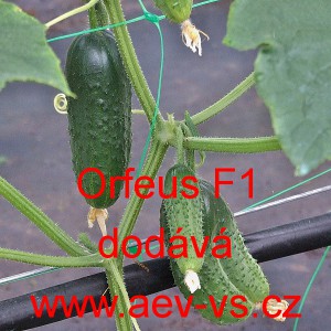 Okurka set&aacute; nakl&aacute;dačka hybridn&iacute; partenokarpick&aacute; Orfeus F1