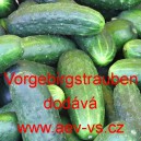 Okurka set&aacute; nakl&aacute;dačka Vorgebirgstrauben