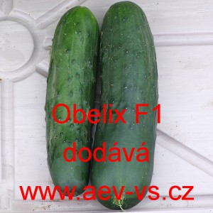 Okurka set&aacute; sal&aacute;tov&aacute; hybridn&iacute; Obelix F1