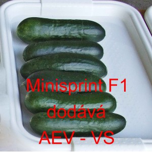 Okurka set&aacute; sal&aacute;tov&aacute; hybridn&iacute; "hadovka" do sklen&iacute;ku Minisprint F1