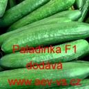Okurka set&aacute; sal&aacute;tov&aacute; hybridn&iacute; "hadovka" do sklen&iacute;ku Paladinka F 1