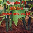 Okurka set&aacute; sal&aacute;tov&aacute; hybridn&iacute; "hadovka" do sklen&iacute;ku Saladin F1