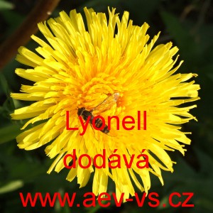 Pampeli&scaron;ka l&eacute;kařsk&aacute; Lyonell