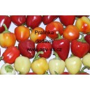 Paprika ročn&iacute; zeleninov&aacute; rajčinov&aacute; Pralinka