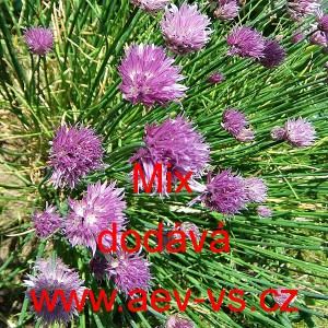 Pažitka pobřežn&iacute; k rychlen&iacute; i do truhl&iacute;ku EU Mix