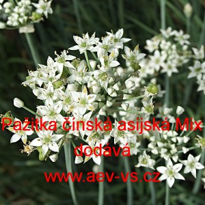Pažitka č&iacute;nsk&aacute; asijsk&aacute; Mix