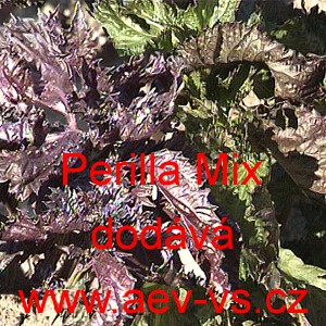 Perila křovit&aacute; Perilla Mix