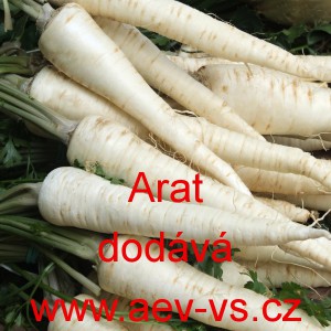 Petržel kořenov&aacute; Arat