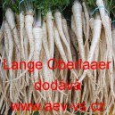 Petržel kořenov&aacute; Lange Oberlaaer