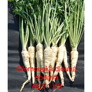 Petržel kořenov&aacute; Olomouck&aacute; dlouh&aacute;