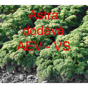 Petržel naťov&aacute; kadeřav&aacute; Astra