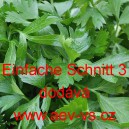 Petržel naťov&aacute; hladkolist&aacute; Einfache Schnitt 3