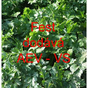 Petržel naťov&aacute; hladkolist&aacute; Fest