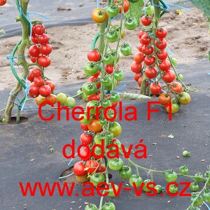 Rajče tyčkov&eacute; hybridn&iacute; Cherrola F1