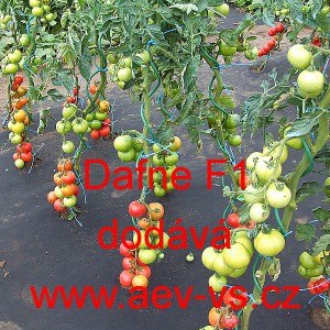 Rajče tyčkov&eacute; hybridn&iacute; Dafne F1