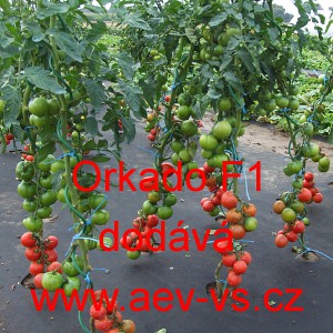 Rajče tyčkov&eacute; hybridn&iacute; Orkado F1