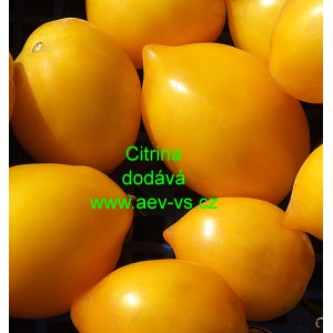 Rajče tyčkov&eacute; Citrina