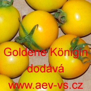 Rajče tyčkov&eacute; Goldene K&ouml;nigin