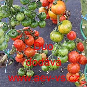 Rajče tyčkov&eacute; Duo