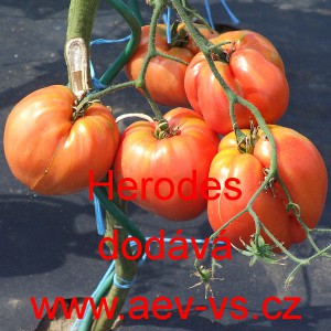 Rajče tyčkov&eacute; Herodes