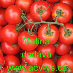 Rajče tyčkov&eacute; Matina