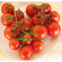 Rajče tyčkov&eacute; hybridn&iacute; Pedro F1