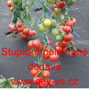 Rajče tyčkov&eacute; Stupick&eacute; poln&iacute; ran&eacute;