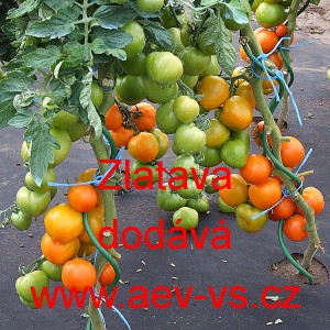 Rajče tyčkov&eacute; Zlatava