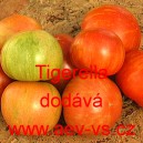 Rajče tyčkov&eacute; Tigerella