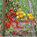 Rajče tyčkov&eacute; Cocctail Mini Colour Mix