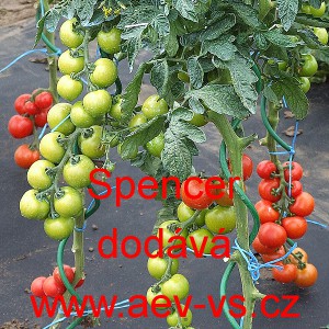 Rajče tyčkov&eacute; Spencer