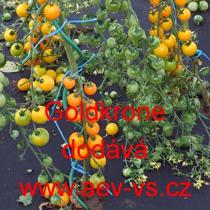 Rajče tyčkov&eacute; Goldkrone