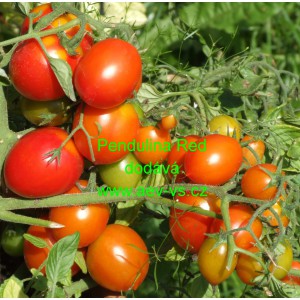 Rajče balkonov&eacute; přepad&aacute;vaj&iacute;c&iacute; (převisl&eacute;) Pendulina Red