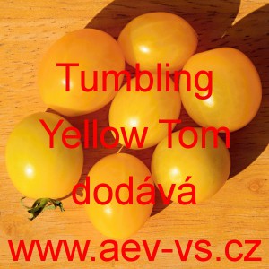 Rajče balkonov&eacute; přepad&aacute;vaj&iacute;c&iacute; (převisl&eacute;) Tumbling Yellow Tom