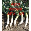 Ředkev set&aacute; Astor