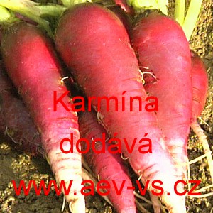 Ředkev set&aacute; Karm&iacute;na