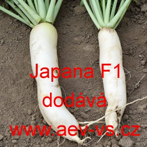 Ředkev set&aacute; hybridn&iacute; Japana F1