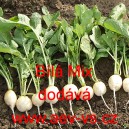 Ředkvička B&iacute;l&aacute; Mix