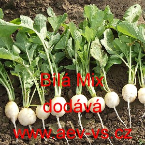Ředkvička B&iacute;l&aacute; Mix