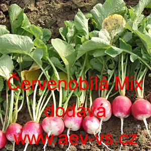 Ředkvička Červenob&iacute;l&aacute; Mix