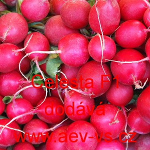 Ředkvička hybridn&iacute; Celesta F1