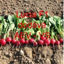 Ředkvička hybridn&iacute; Lucia F1