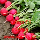 Ředkvička hybridn&iacute; Vinara F1