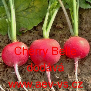 Ředkvička letn&iacute; Cherry Belle