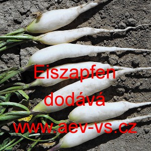 Ředkvička letn&iacute; Eiszapfen